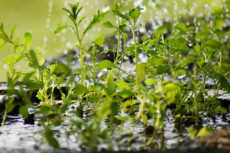 Best Water For Plants